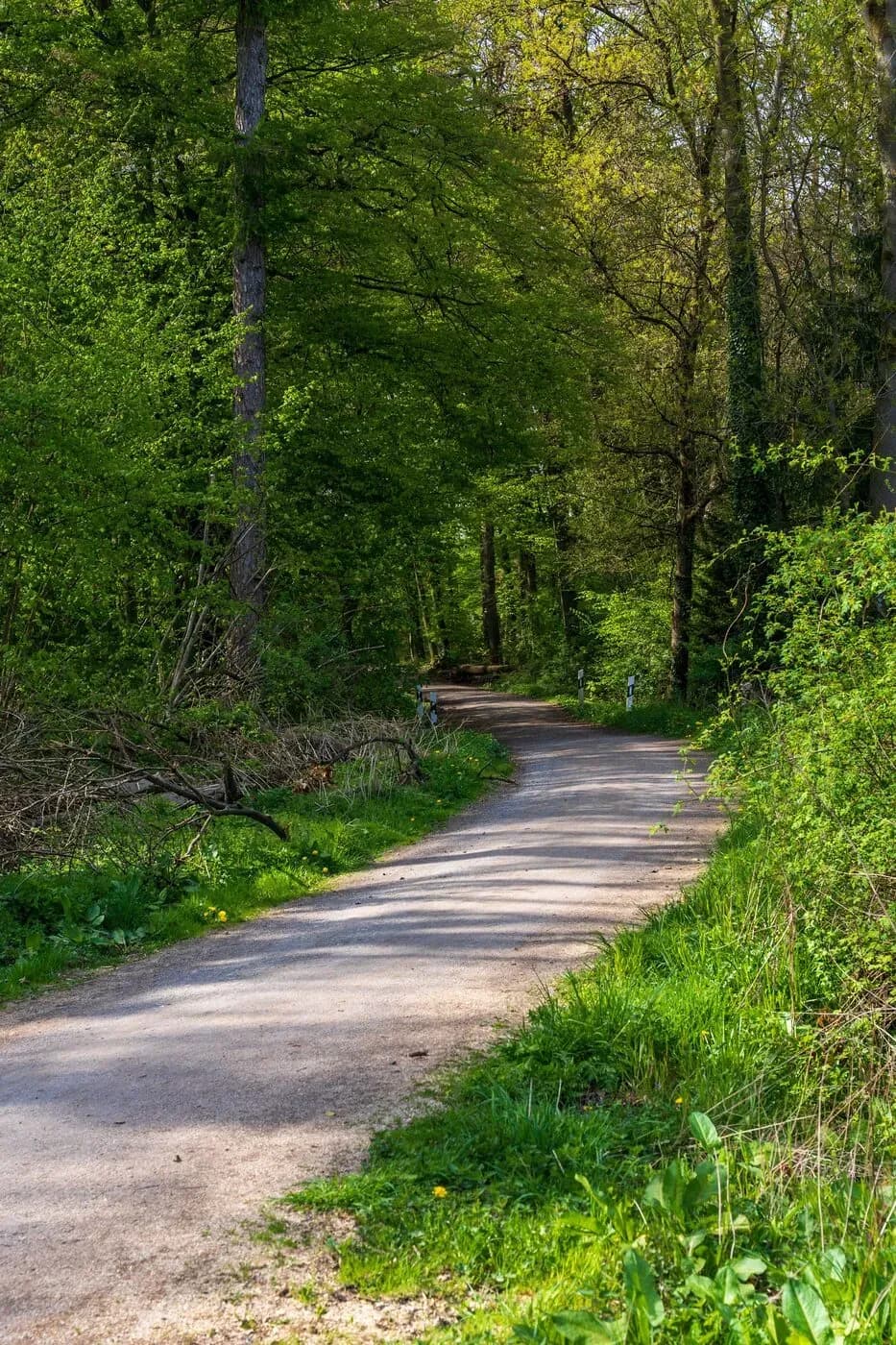 Tree-lined gravel driveway leading through lush green forest canopy